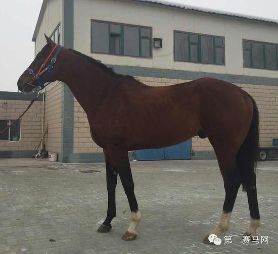 “枪法如神”在新疆马场准备开始配种生涯