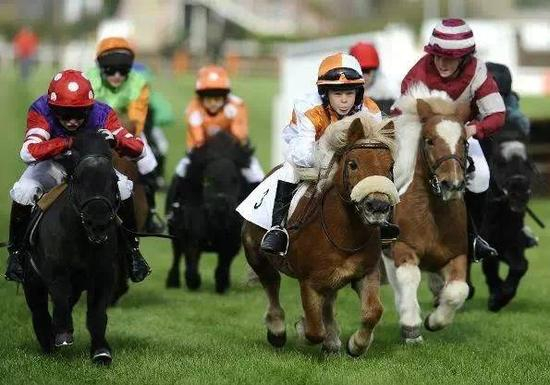 国外的设特兰矮马比赛