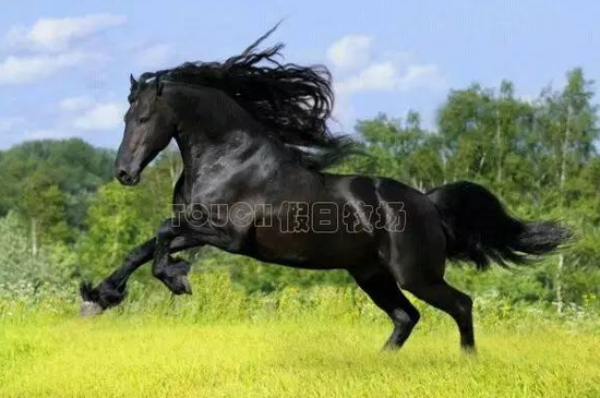 彪悍型----不服绝对踹你