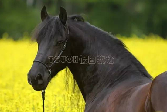 记住了……人家也是有气质有品位的……马！