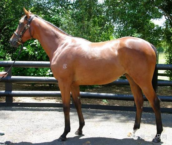 19万新币购得第410号小母马，父系Cape Blanco （IRE），母系Miss Montjeu，Cambridge Stud出售