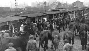 用火车运输马匹