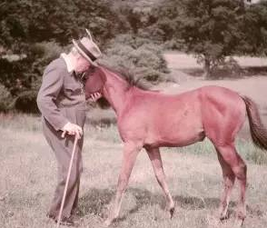晚年丘吉尔和小马在一起