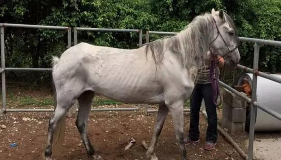 小牛看马莫让动物成阶下囚虐待是病也是一种罪