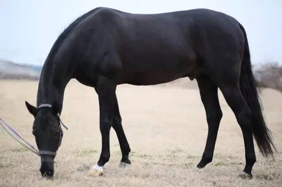 No1 阿哈尔捷金马