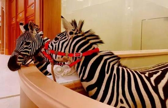 相互调戏的可爱斑马