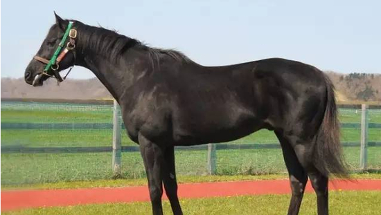 京华兴种公马“欢腾”