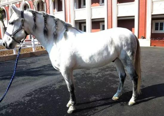 No3 安达卢西亚马