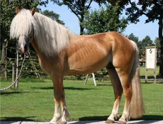 No4 哈菲林克尔马