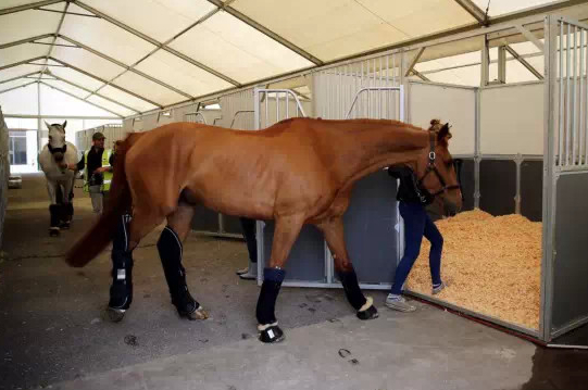 ▲赛马的住宿条件堪称“五星级”