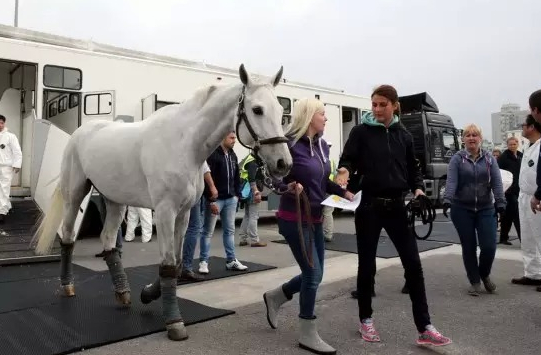 ▲本届赛事首批赛马运抵上海