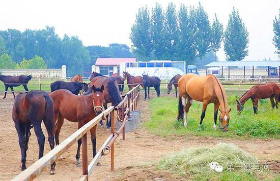 河北东兴马场