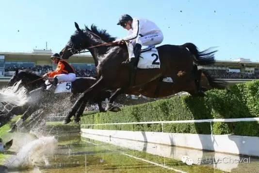 ▲ 非纯血马超凡的跳跃能力