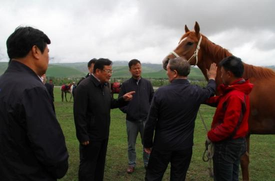 哈尼巴提常委参观那拉提马业旗下著名赛马恒信幻影并与其亲密接触