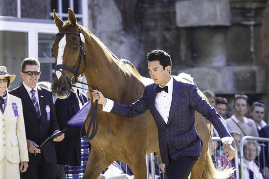 　　华天身着Gieves &amp； Hawkes 新设计的晚礼服，与战马“派大星”参加伯明顿宫大赛的验马仪式 摄影：Libby Law