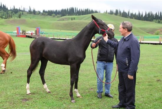 哈尼巴提常委与那拉提马业旗下汗血马驹