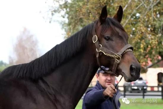 “蒙古可汗”入驻温莎公园牧场，图片由莱德马业提供。