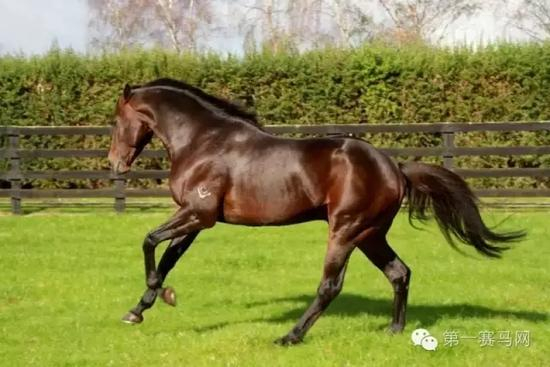 “蒙古可汗”入驻温莎公园牧场，图片由莱德马业提供。