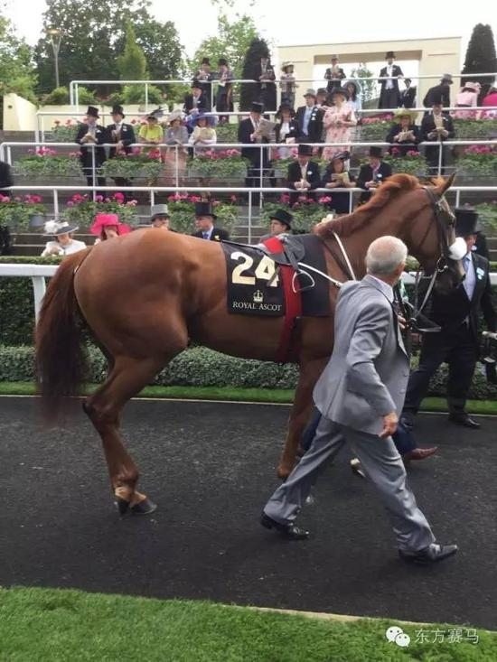 ▲张月胜先生提供，‘玉龙宝贝’在亮相圈