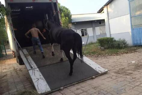 赛驹登车，准备出发。图片由包秋心提供。