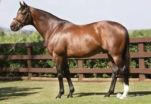 Coolmore Stud，‘天文学家’