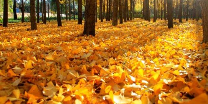 秋天欧洲树叶变黄美洲却变红原因揭秘