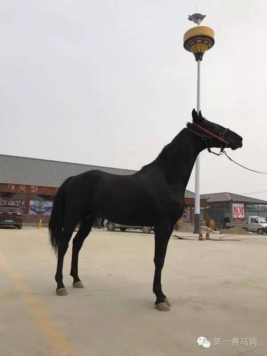 来自美国的一线种公马