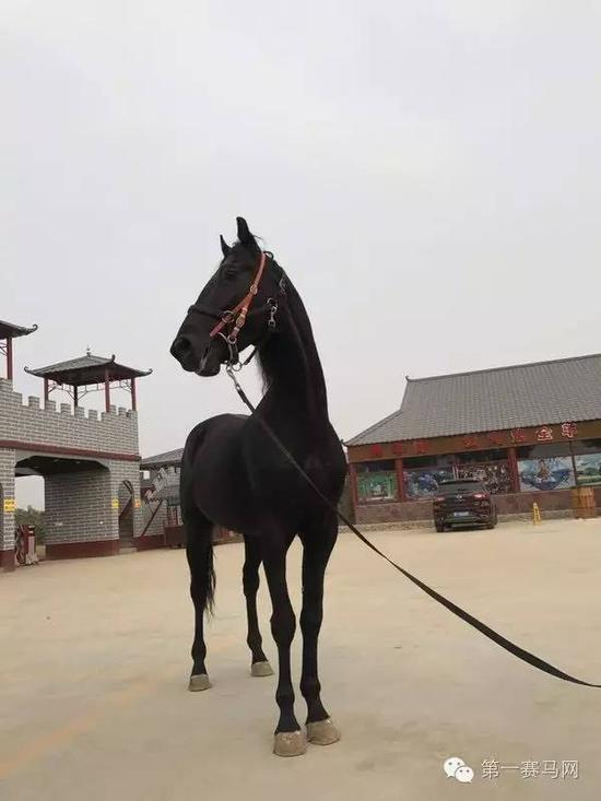 　来自美国的一线种公马