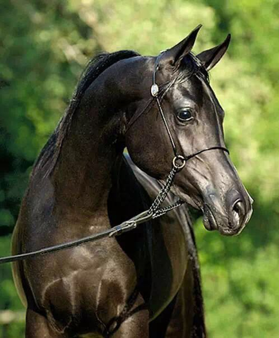 急速降温后四招帮马儿过寒冬