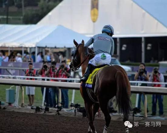 本场屈居亚军的“加州铬”黯然离场，图片由Breeders‘ Cup提供。