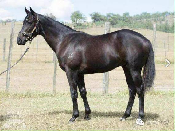 万众瞩目"中国德比杯"12月10日开战