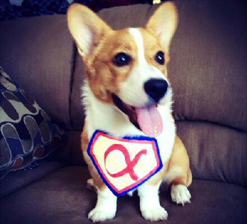 “大师”是AlphaGo的升级版或者变种？