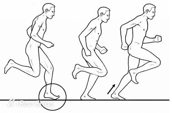 脚离地→跟腱拉伸，储能→前脚掌着地→跟腱收缩，释放弹力→产生推进力