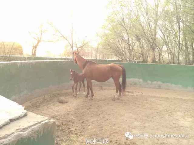 　　刚出生一天的小马驹和妈妈