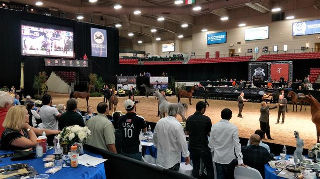 “赌城”阿拉伯马繁育者世界杯比赛现场