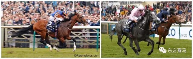 ▲图/2017年英国两大坚尼锦标赛冠军‘丘吉尔’（Churchill）和‘寒冬腊月*’（Winter）