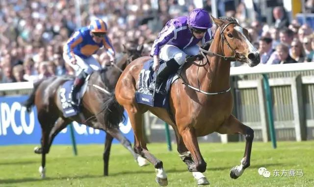 ▲图/Hugh Routledge，2016年一千坚尼锦标赛冠军‘各管各’（Minding）