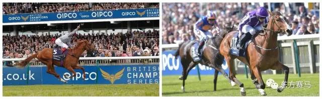 ▲图/2016年英国两大坚尼锦标赛冠军‘天文金骏’（Galileo Gold）和‘各管各’（Minding）