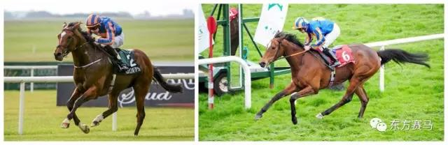 ▲图/2015年英国两大坚尼锦标赛冠军‘教堂峡谷’（Gleneagles）和‘一气呵成’（Legatissimo）