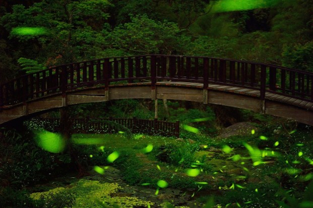 夜晚萤火虫之旅犹如爱丽丝仙境