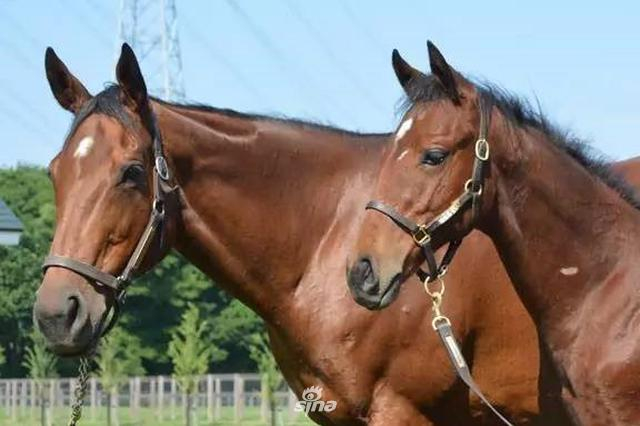 ‘迷涛’（左）与最高价马