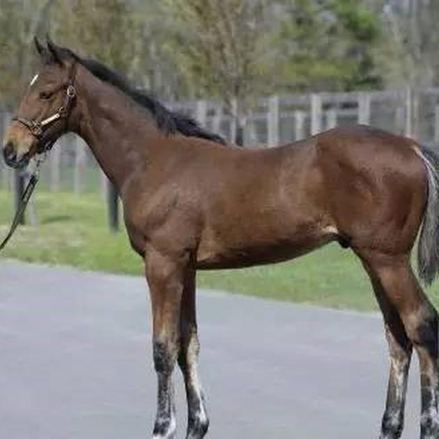 最高价马（362号）