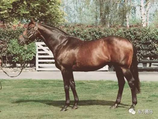 horsetalk，‘沙彪’