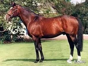 Coolmore，‘鞍匠井’