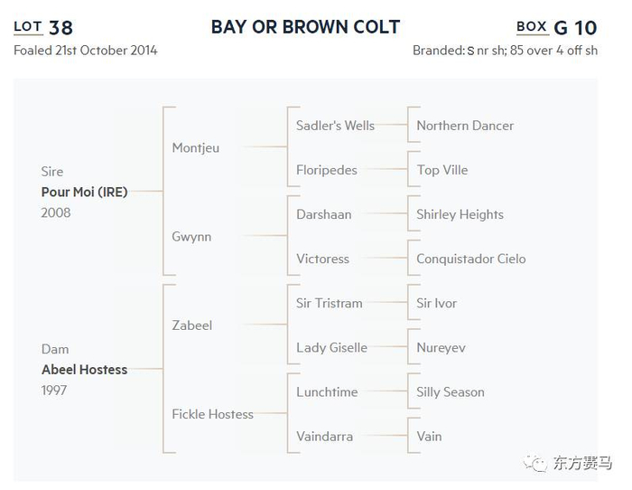 NZB，‘大谦战狼’血统