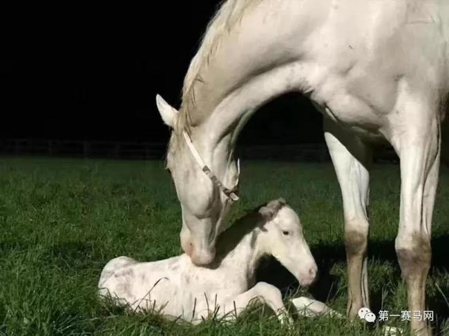 图片：莱德马业