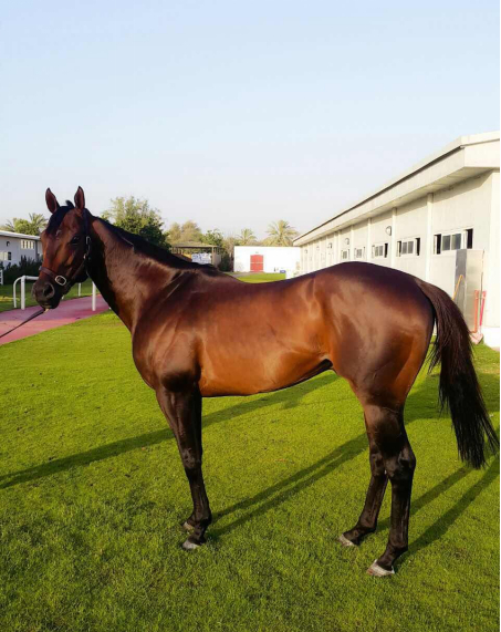  玉龙公子（Wild Dude）