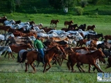克什克腾旗驱赶马匹的壮美景色