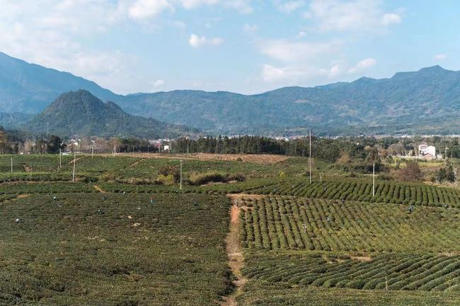 （宁红茶漫江茶园）