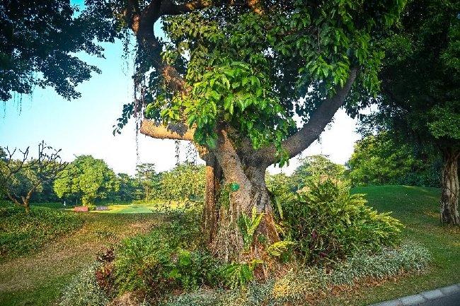 深圳隐秀高尔夫俱乐部为园区内植物挂牌,图为高山榕